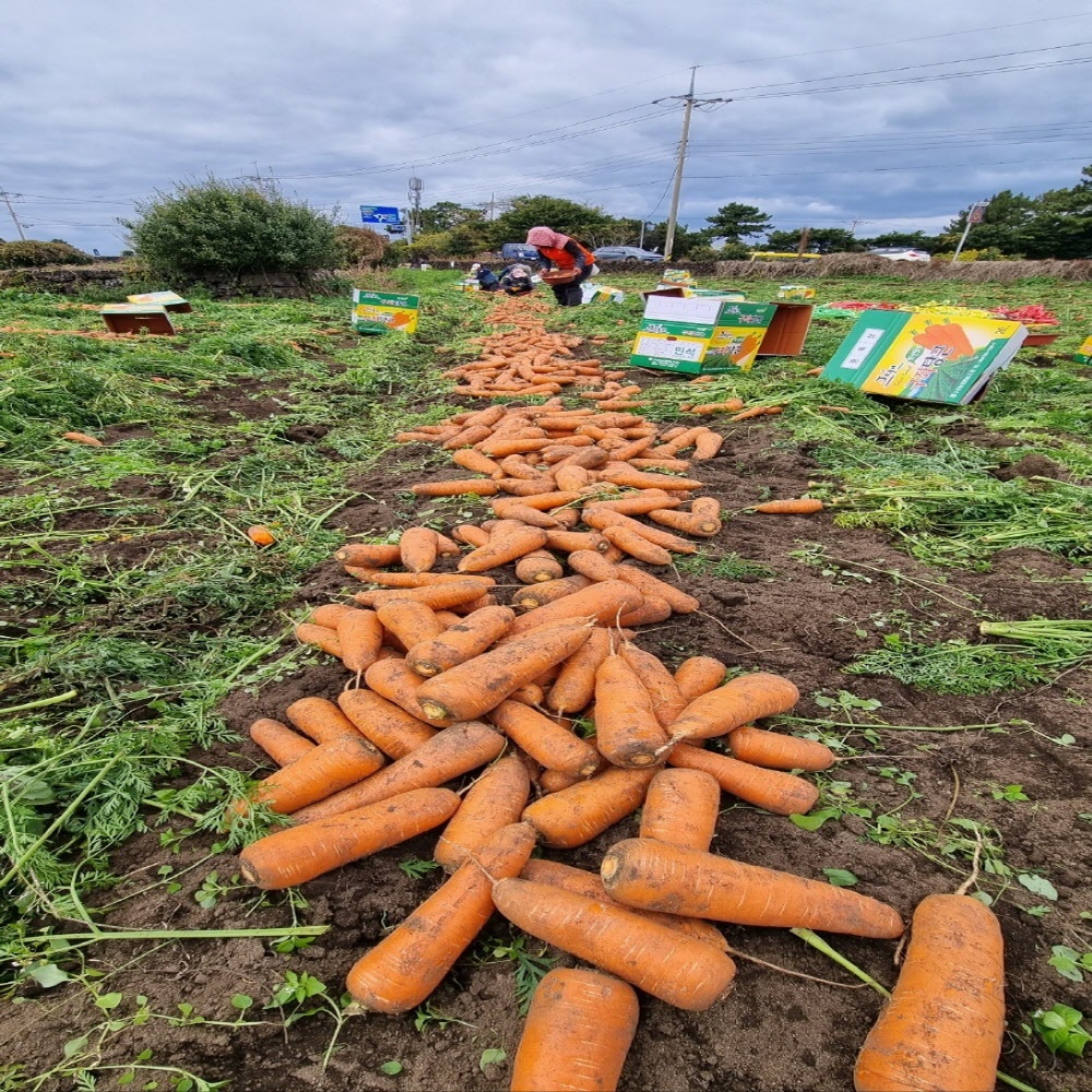 신선한 국내산 흙당근 사이즈, 중량별 3kg/5kg
