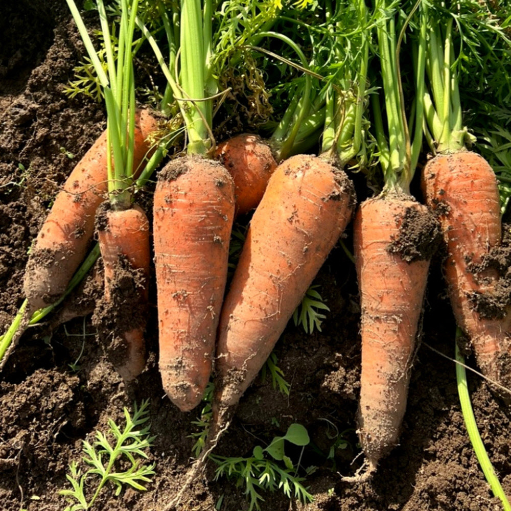 신선한 국내산 흙당근 사이즈, 중량별 3kg/5kg