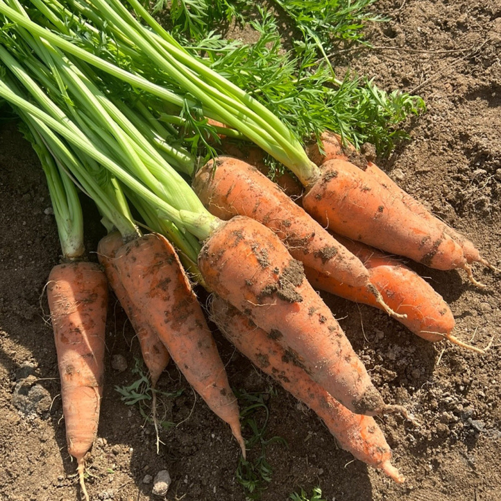 신선한 국내산 흙당근 사이즈, 중량별 3kg/5kg