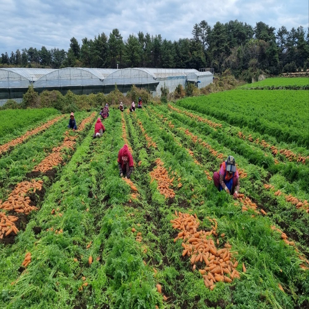 신선한 국내산 흙당근 사이즈, 중량별 3kg/5kg