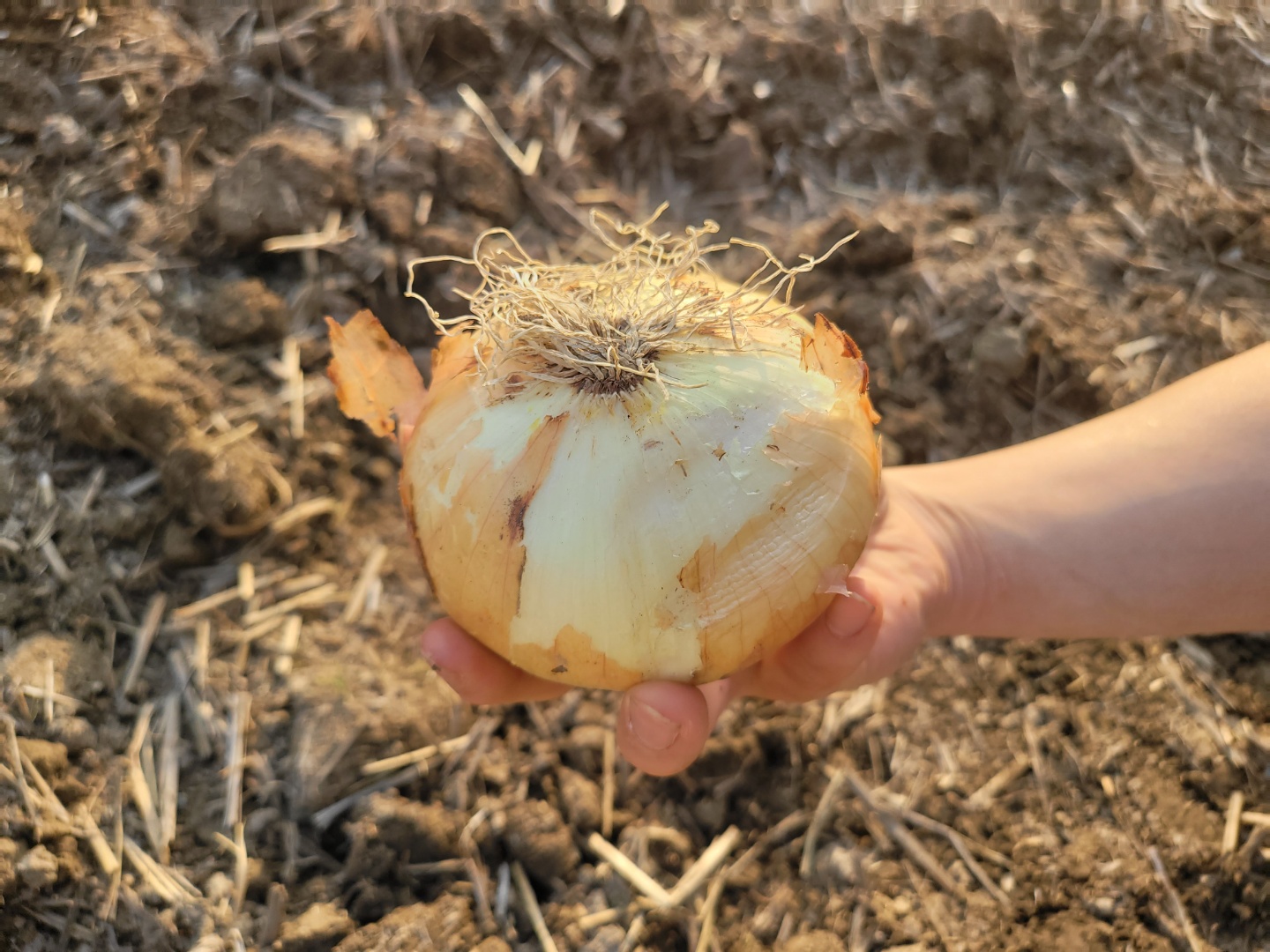 신선하고 단단한 무안,창녕 양파 사이즈별 3kg/5kg