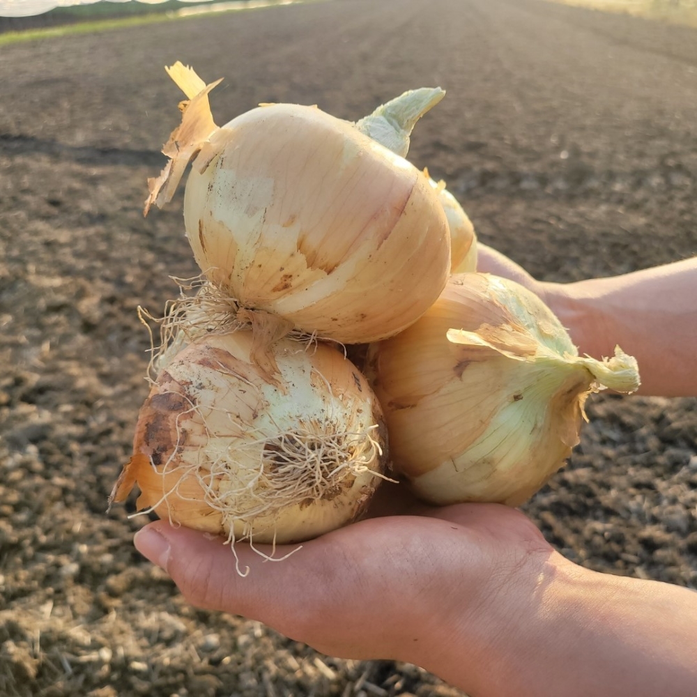 신선하고 단단한 무안,창녕 양파 사이즈별 3kg/5kg