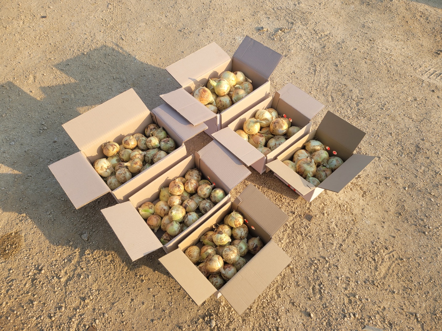 신선하고 단단한 무안,창녕 양파 사이즈별 3kg/5kg