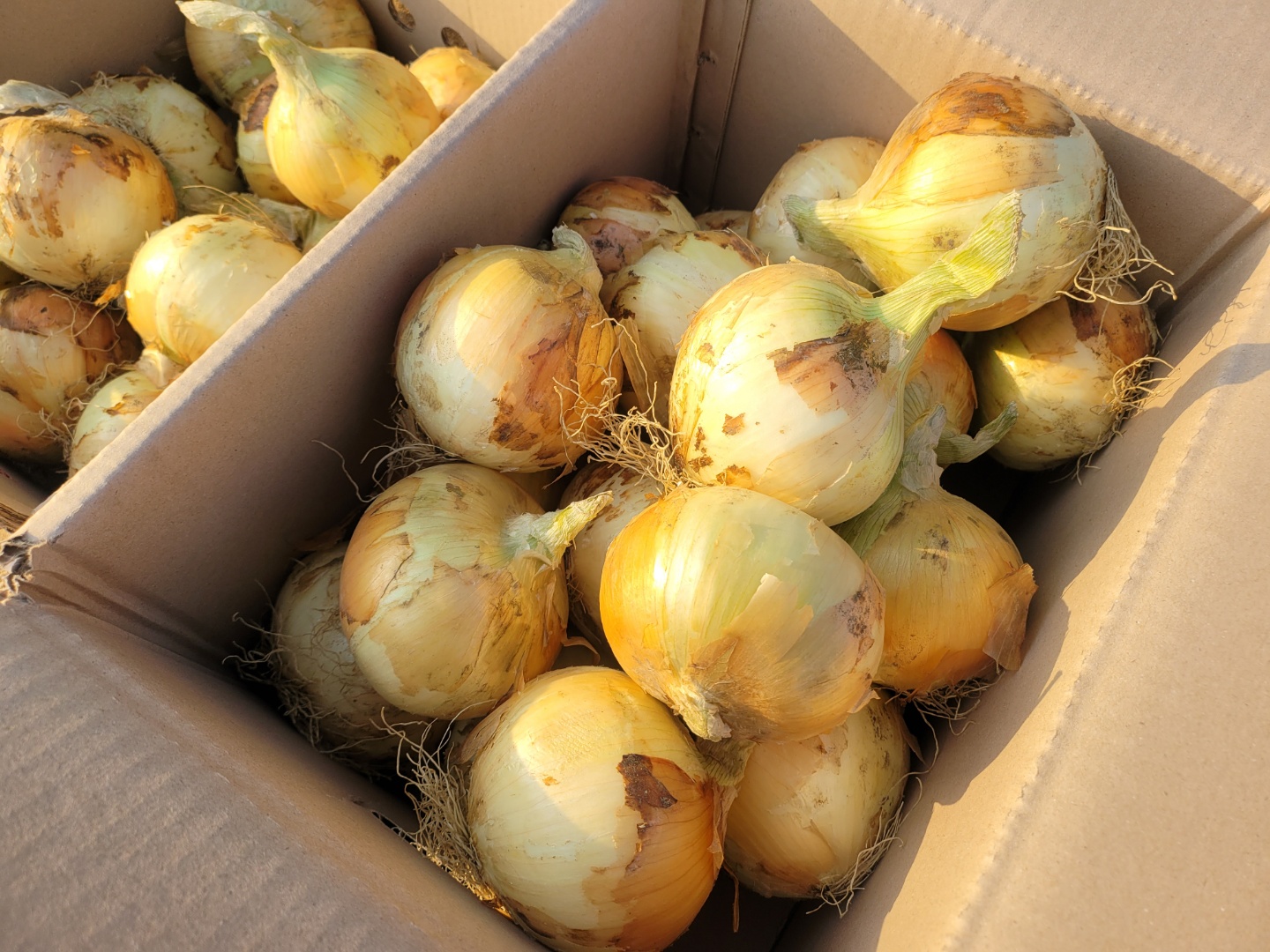 신선하고 단단한 무안,창녕 양파 사이즈별 3kg/5kg