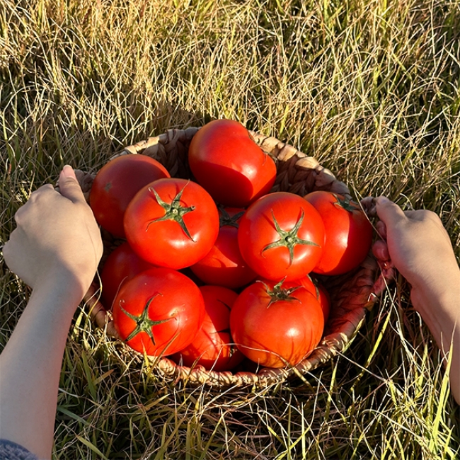 [오커캄스] 완숙 토마토 2kg 3kg 5kg 1~3번