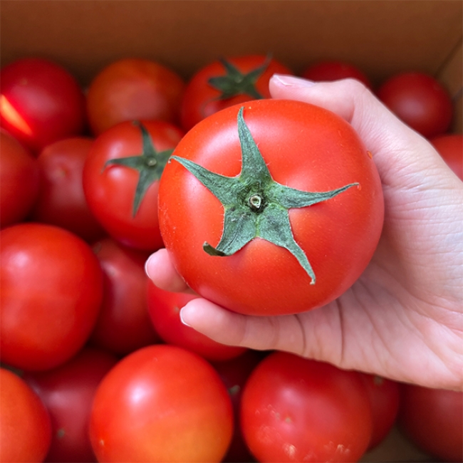 [오커캄스] 완숙 토마토 2kg 3kg 5kg 1~3번