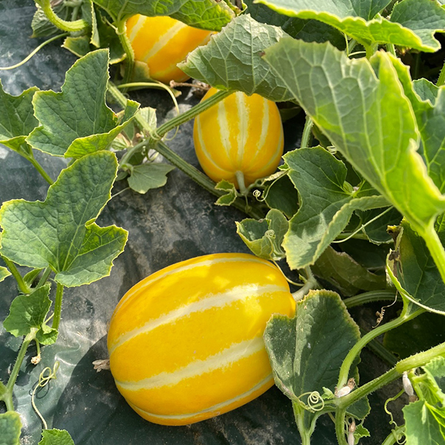 성주 참외 가정용 혼합과 국산 과일 1-5kg