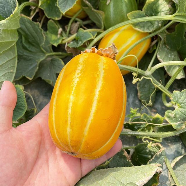 성주 참외 가정용 혼합과 국산 과일 1-5kg