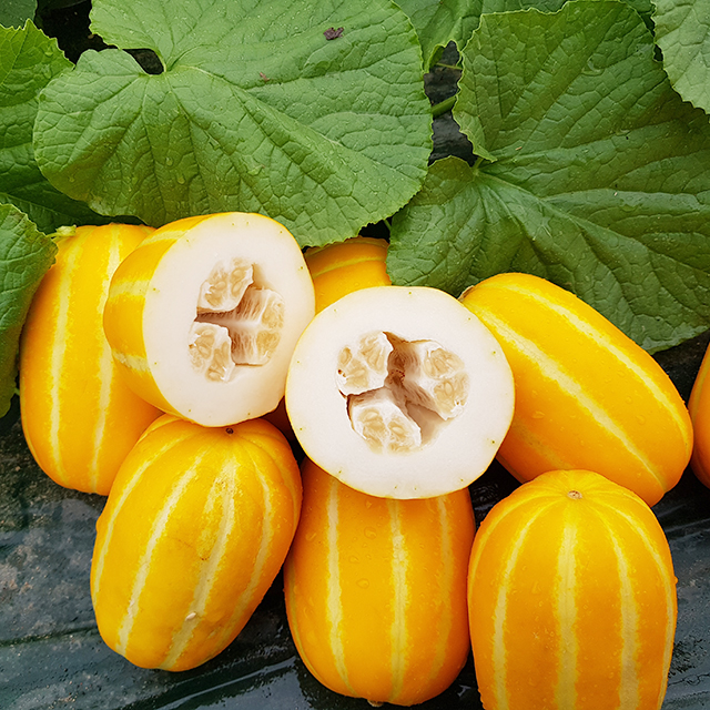 성주 참외 가정용 혼합과 국산 과일 1-5kg