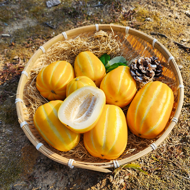 성주 참외 가정용 혼합과 국산 과일 1-5kg 대표이미지 섬네일