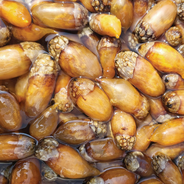 [팜스] 손질 생물 참 미더덕 500g 외 1종