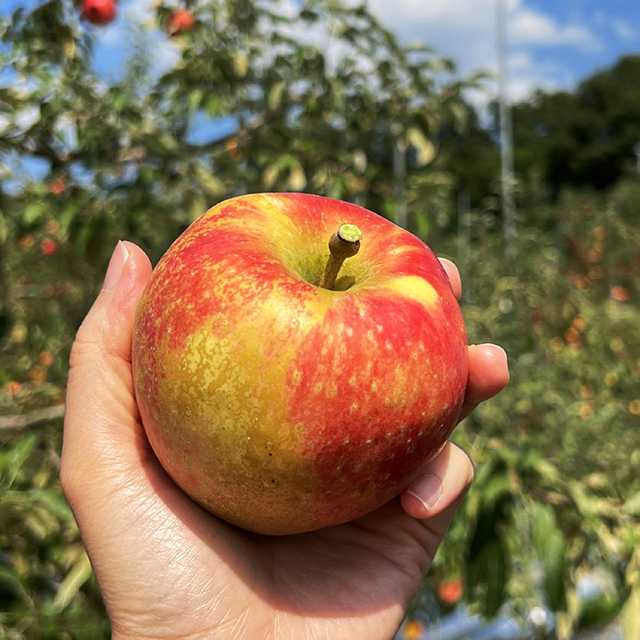 부사 가정용 혼합 쥬스용 과일 경북 사과 1-10kg