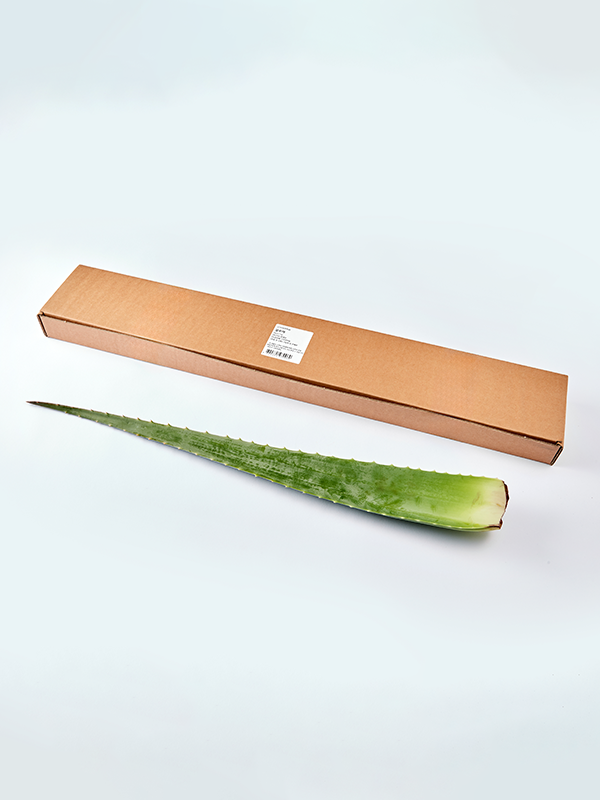 국내산 생 알로에 (1대, 400g 이상)