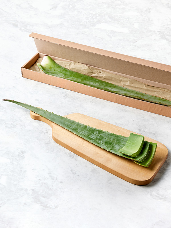 국내산 생 알로에 (1대, 400g 이상) 대표이미지 섬네일