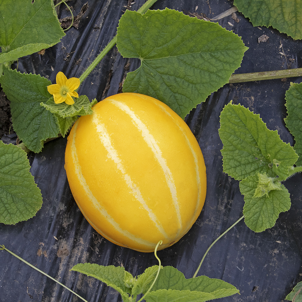 성주참외 산지직송 당도선별 가정용 참외 2.5kg 4.5kg