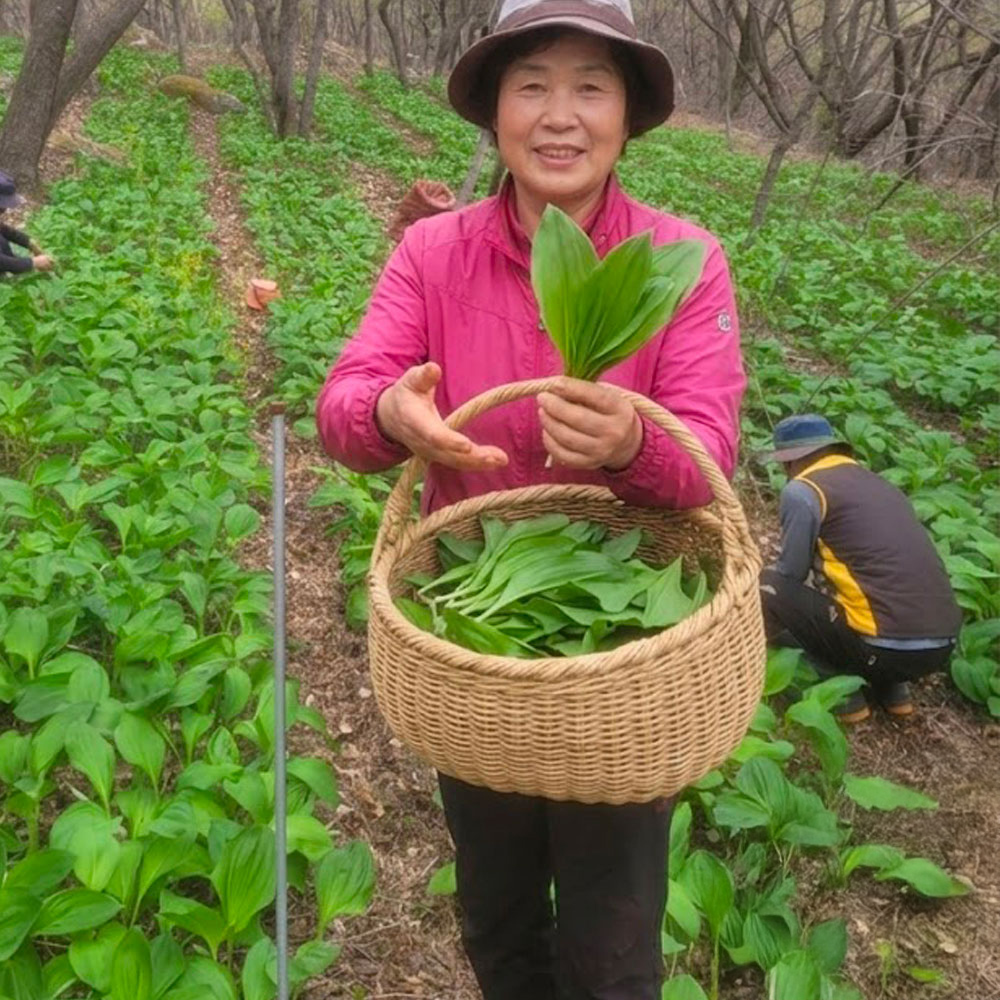 26년 강원도 화천 명이나물 산마늘 생명이나물 잎명이 울릉도종 산나물 생채 1kg [원산지:국산(강원도 화천군]