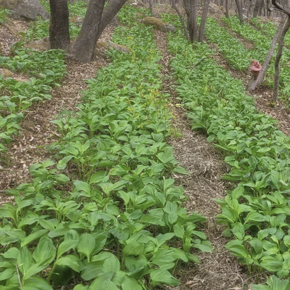 26년 강원도 화천 명이나물 산마늘 생명이나물 잎명이 울릉도종 산나물 생채 1kg [원산지:국산(강원도 화천군]