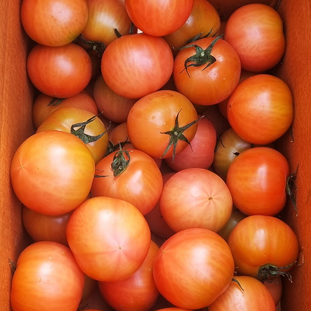 대저 짭짤이 토마토 1kg 2.5kg 국내산 부산 짭짜리토마토