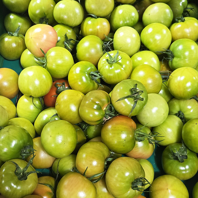 대저 짭짤이 토마토 1kg 2.5kg 국내산 부산 짭짜리토마토
