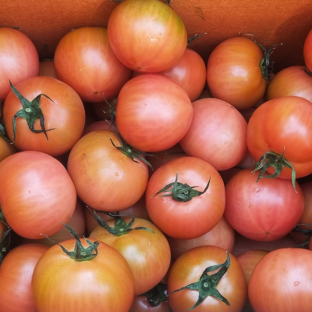 대저 짭짤이 토마토 1kg 2.5kg 국내산 부산 짭짜리토마토