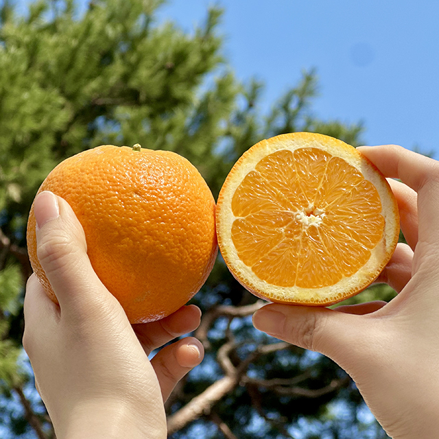 블랙라벨 오렌지 소과 중과 대과 특대과 고당도 수입 과일