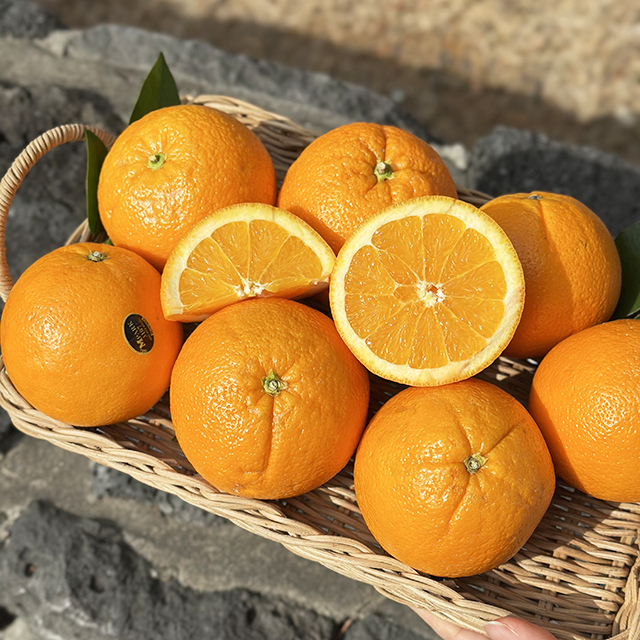 블랙라벨 오렌지 소과 중과 대과 특대과 고당도 수입 과일