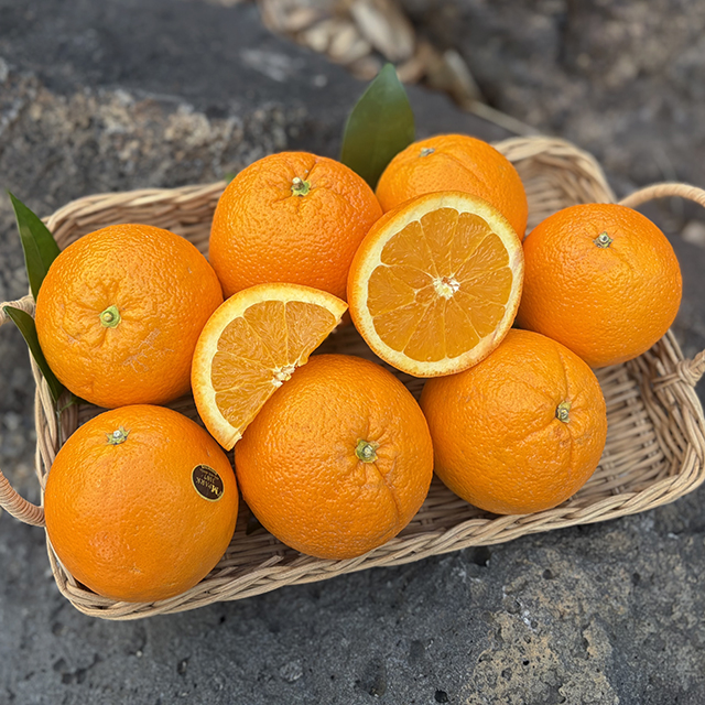 블랙라벨 오렌지 소과 중과 대과 특대과 고당도 수입 과일
