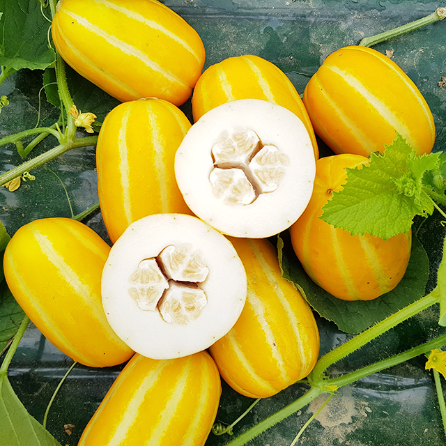 국산 가정용 성주참외 소과 중과 로얄과 대과 참외 과일