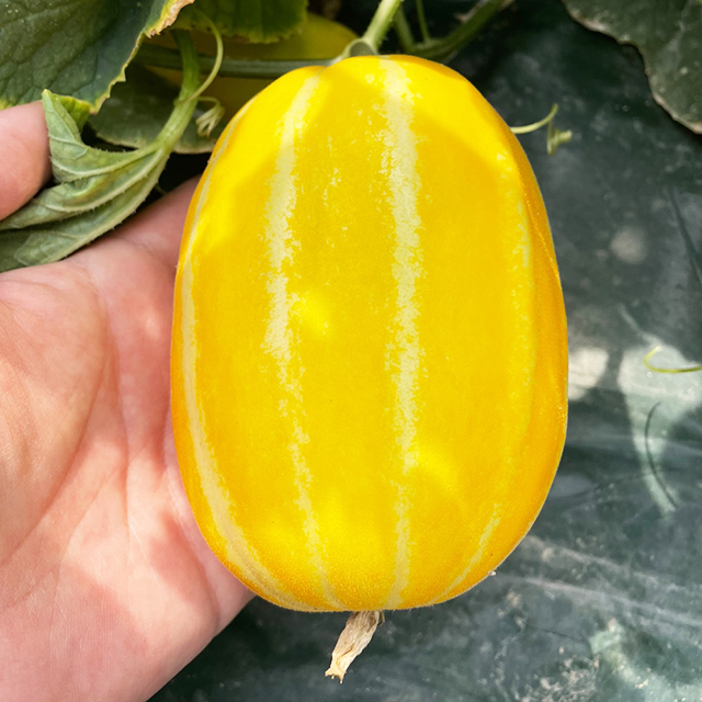 국산 가정용 성주참외 소과 중과 로얄과 대과 참외 과일