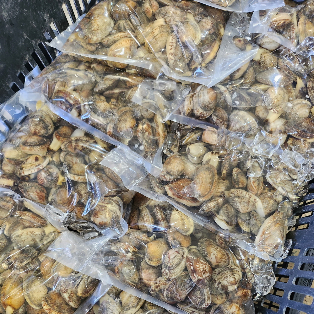 신선한 남해안 왕바지락 1kg 60미 내외