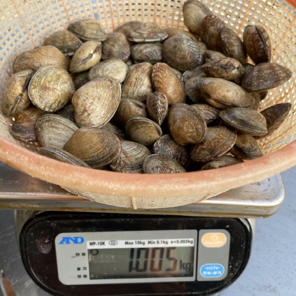 신선한 남해안 왕바지락 1kg 60미 내외