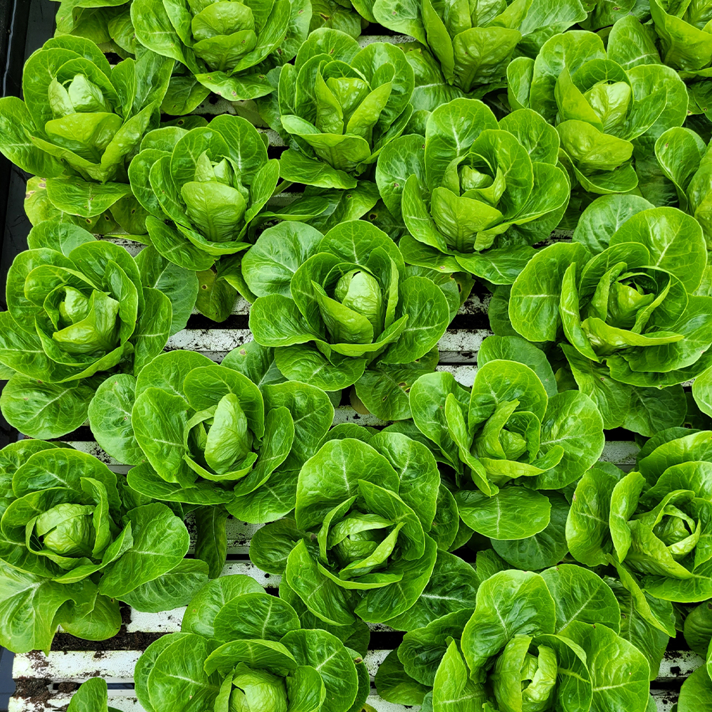 친환경 유러피안 샐러드 유럽샐러드 채소 신선채소 1kg 2kg 4kg