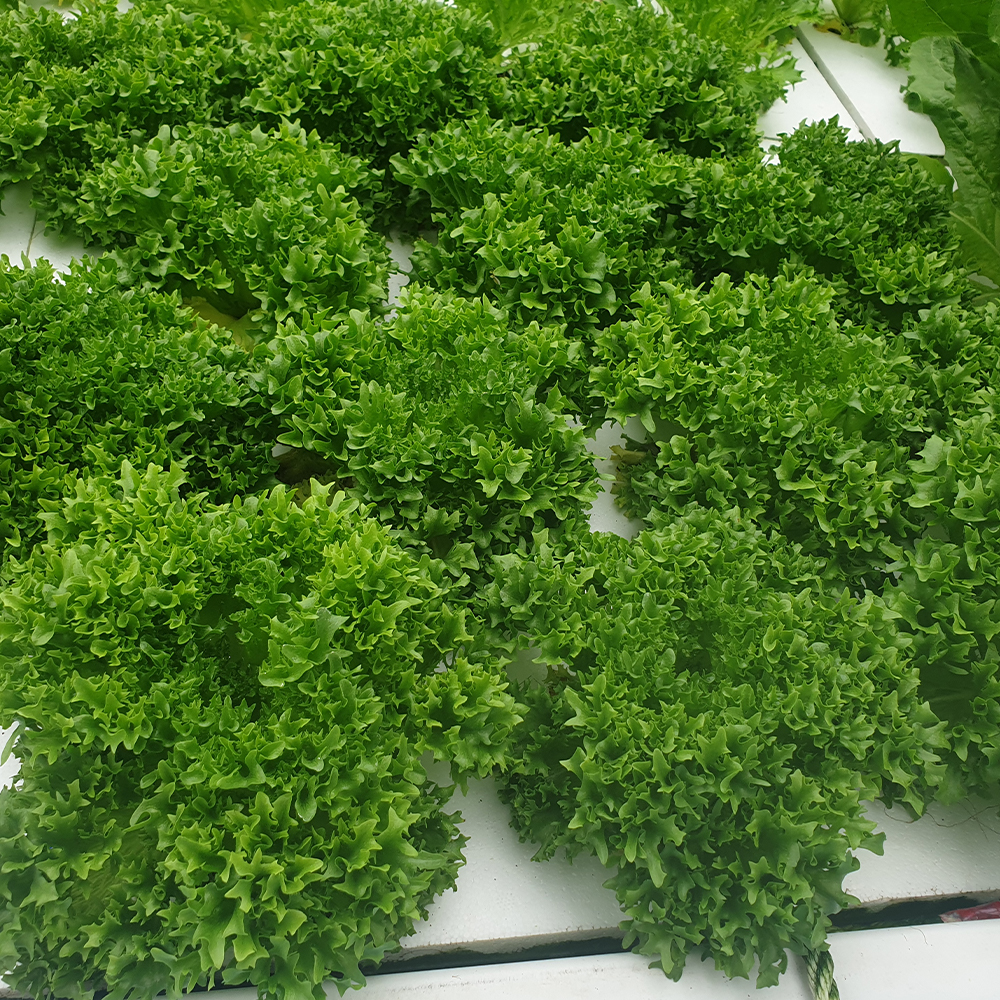 친환경 유러피안 샐러드 유럽샐러드 채소 신선채소 1kg 2kg 4kg