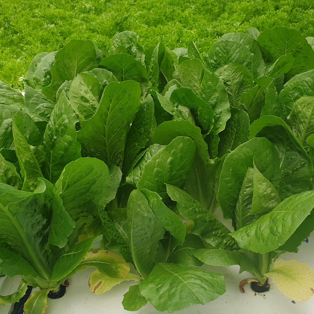 친환경 유러피안 샐러드 유럽샐러드 채소 신선채소 1kg 2kg 4kg