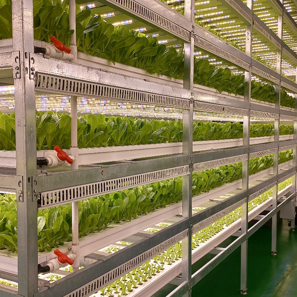 친환경 유러피안 샐러드 유럽샐러드 채소 신선채소 1kg 2kg 4kg