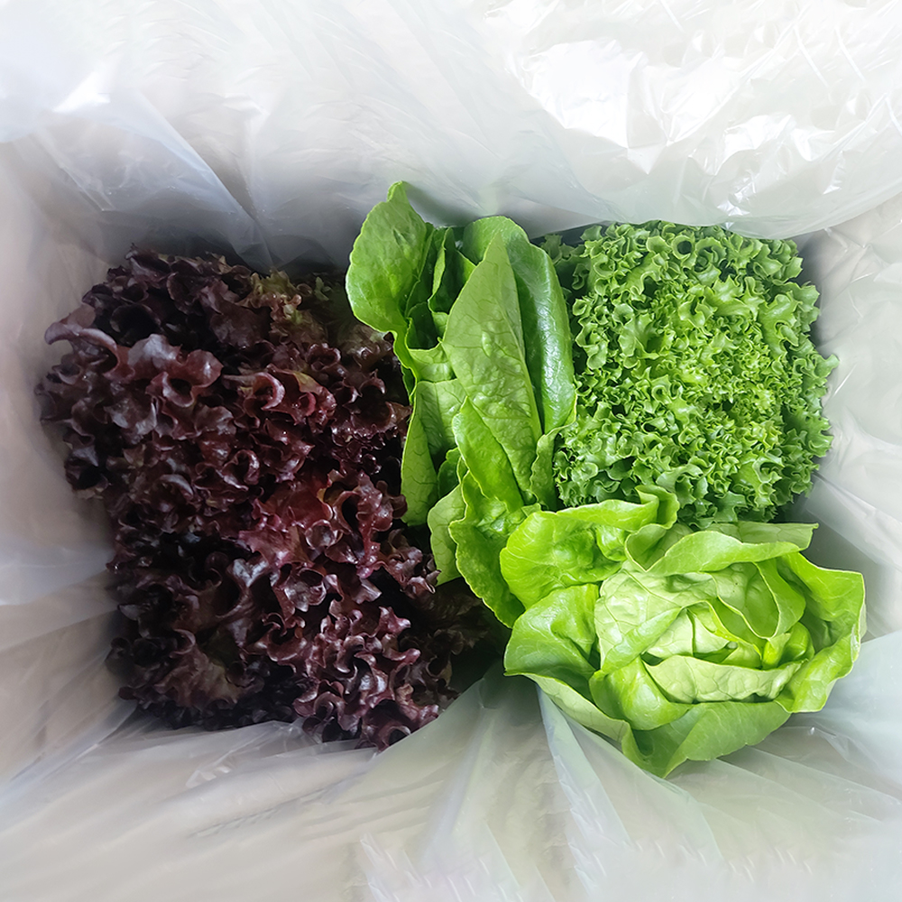 친환경 유러피안 샐러드 유럽샐러드 채소 신선채소 1kg 2kg 4kg 대표이미지 섬네일