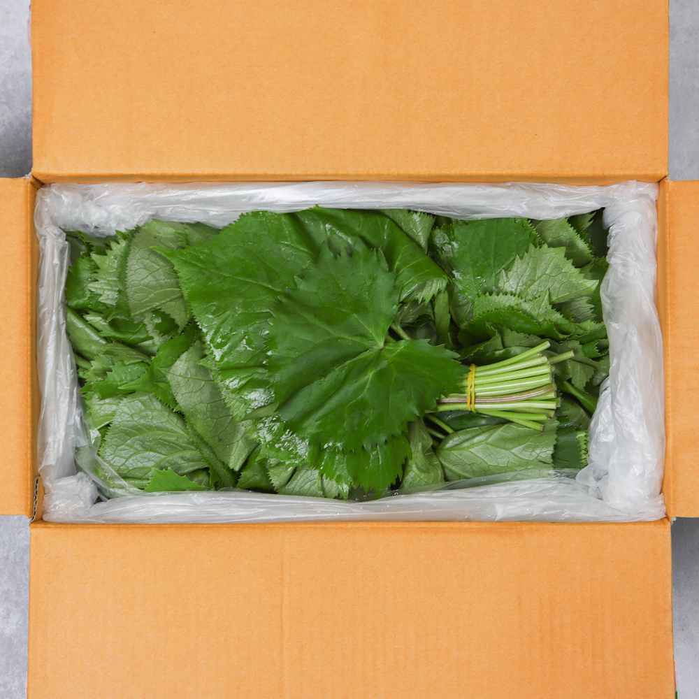 곰취 나물 곤달비 200g 1kg