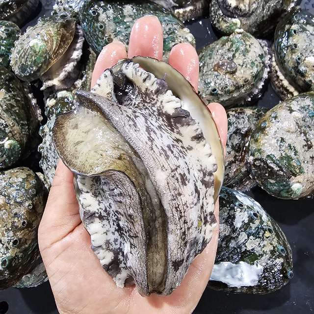 국내산 완도 횟감용 전복 1kg 미니 중 대 특대 활전복