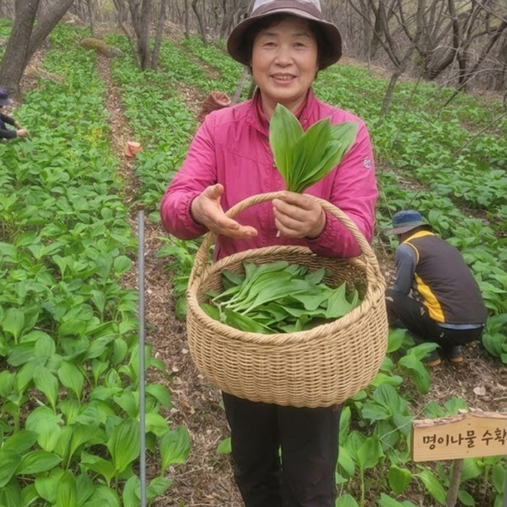 강원도 화천 명이나물 산마늘 생명이나물 잎명이 울릉도종 산나물 생채 10kg 대용량 식당 반찬가게용