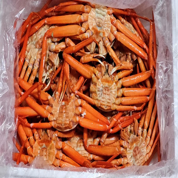 국산 제철 홍게 박달 자숙 홍게