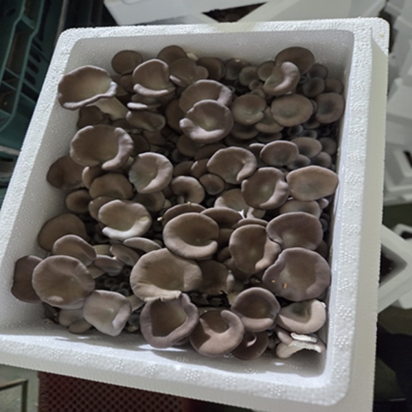 국산 무농약 느타리 버섯 애 느타리버섯 1kg 2kg