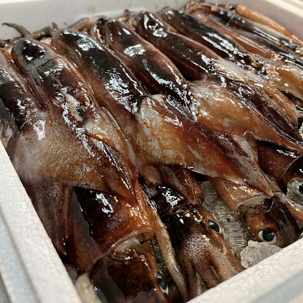국산 초코 오징어 선동 냉동 오징어 통오징어찜
