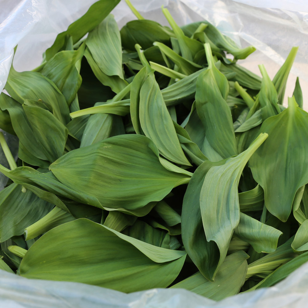 울릉도 생채 산마늘 명이나물 300g 500g 1kg 2kg