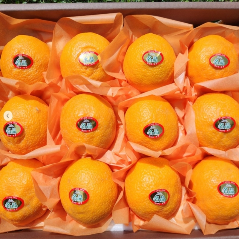 제주직송 프리미엄 카라향 가정용 선물용 추석 설 명절선물세트 3kg 5kg