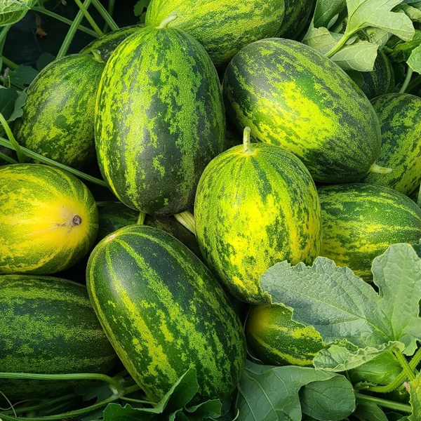 [팜스] 고령 파파야 메론 2kg(3~6과) 외 2종