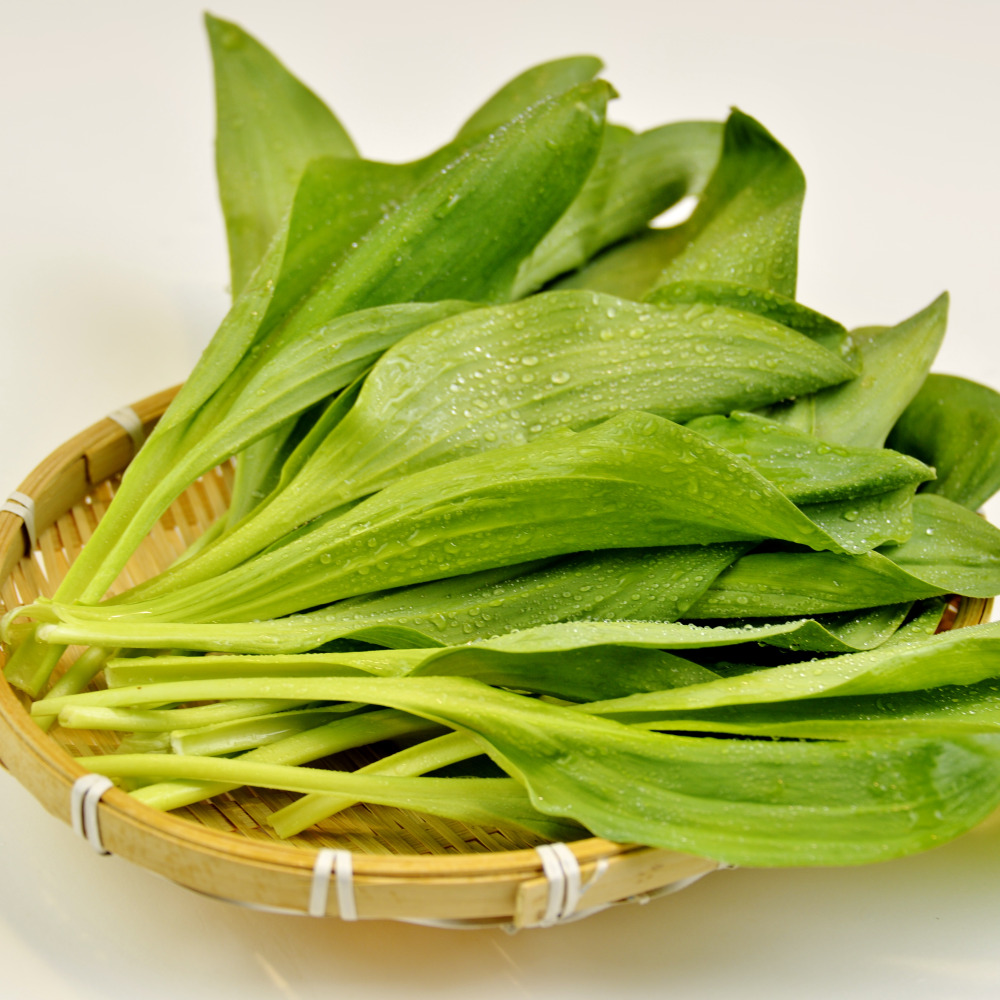강원도 명이나물 1kg 잎명이 대명이 산마늘 외