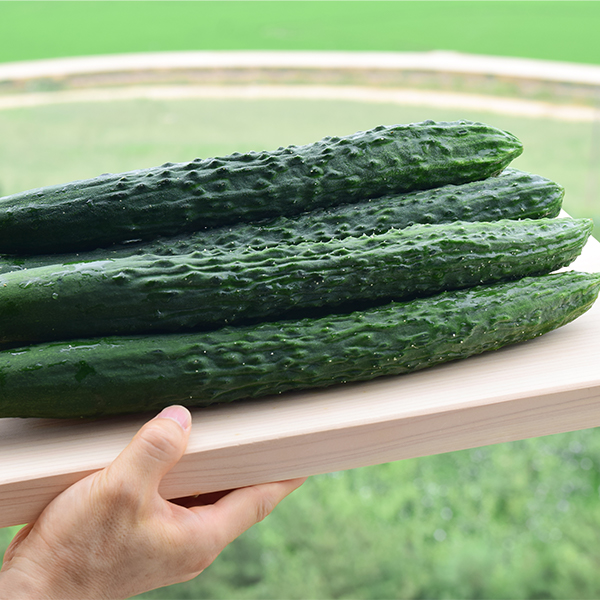 [오커최고] 청량 가시오이 수분 가득 오이 1kg 2kg
