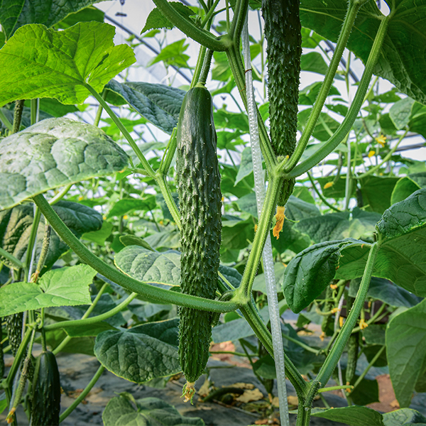[오커최고] 청량 가시오이 수분 가득 오이 1kg 2kg