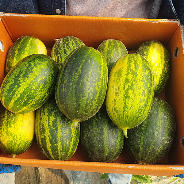 [오커최고] 파파야 메론 달콤한 멜론