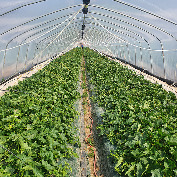 [오커최고] 파파야 메론 달콤한 멜론